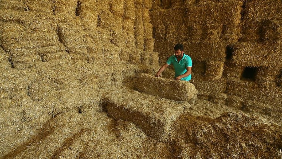 Saman Fiyatlarında Tarihi Düşüş: Yüzde 50 Geriledi Saman Fiyatlarında Tarihi Düşüş: Yüzde 50 Geriledi