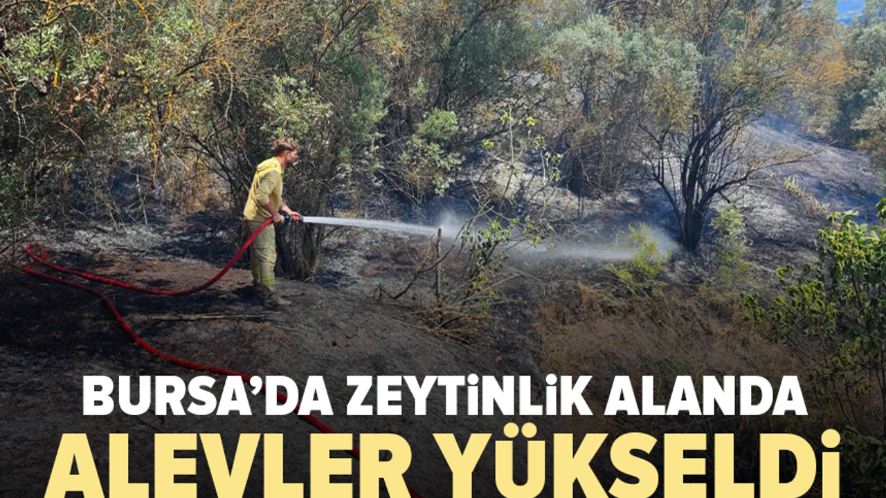 Bursa’da zeytinlik alanda yangın paniği
