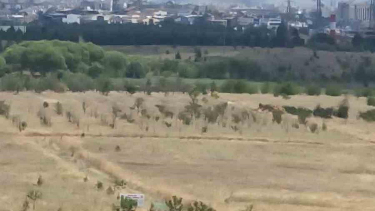 Ankara’daki ot yangını kontrol altına alındı
